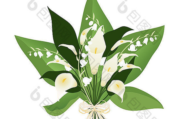 插图莉莉花束白色花大绿色叶子白色背景