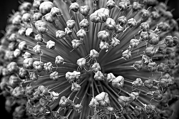 葱属植物花宏视图装饰洋葱花意义葱属植物花团结黑色的白色摄影