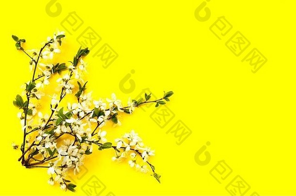白色樱桃花花朵黄色的背景前视图复制空间