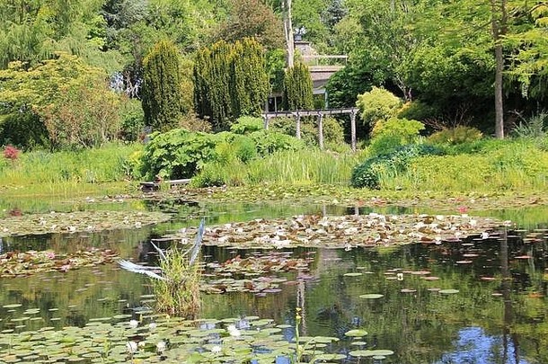 池塘花园有hofman罗岑荷兰