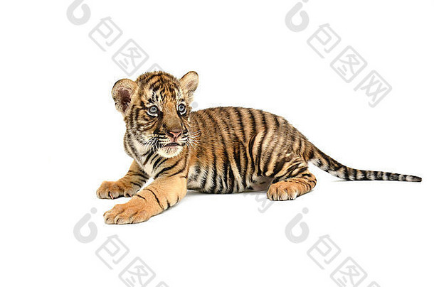 婴儿孟加拉老虎孤立的白色背景
