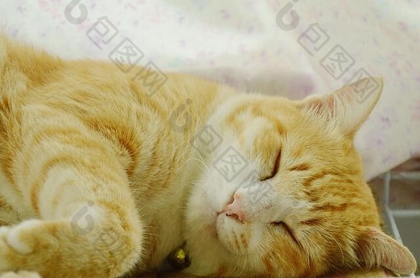 橙色猫脸肖像睡觉首页