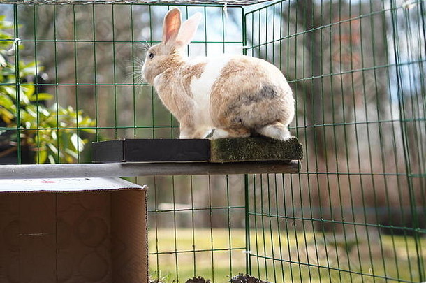 兔子坐着平台