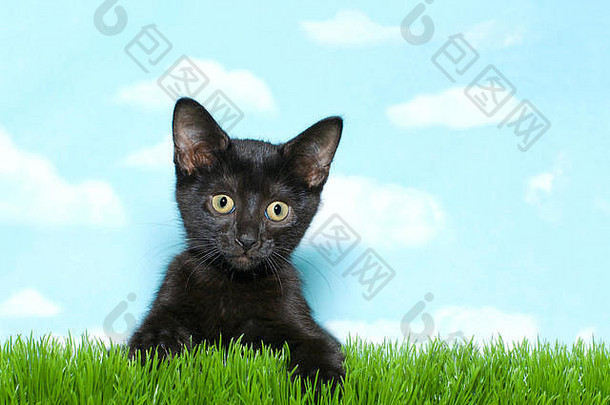 关闭黑色的短头发的小猫黄色的眼睛玩长草蓝色的天空背景白色云复制空间
