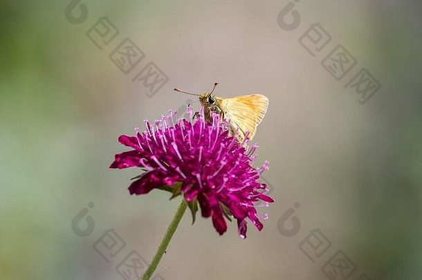 <strong>大队长</strong>蝴蝶关闭翅膀坐着明亮的粉红色的克瑙蒂亚macedonica花