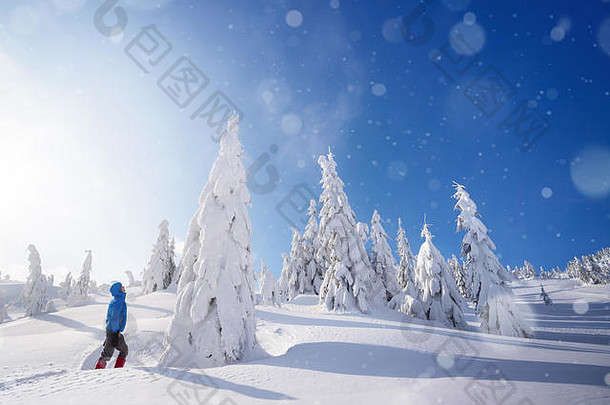 令人惊异的冬天冒险山森林的家伙站雪堆大白雪覆盖的冷杉树阳光明媚的天气降雪