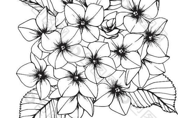 绣球花花画插图黑色的白色行艺术