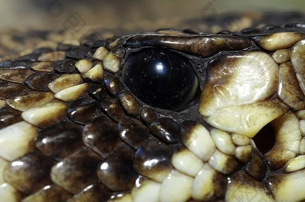 东部菱形斑纹响尾蛇crotalus阿达曼特乌斯吉曼斯csörgőkígyó