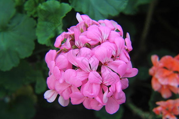 粉红色的花花束