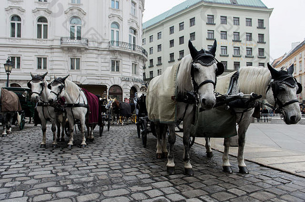 维也纳奥地利11月马车厢车等待游客城市街道