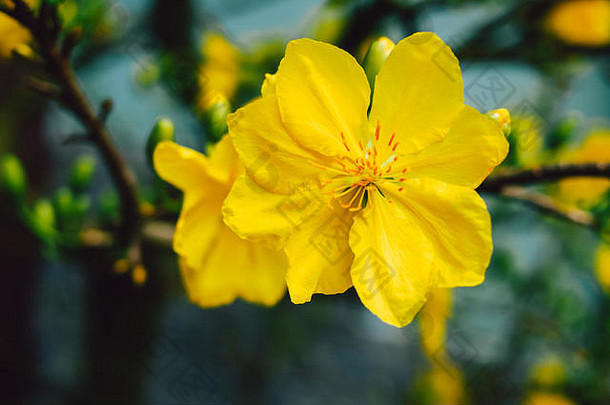黄色的杏开花安德娜无可指责盛开的五月开花越南泰特假期