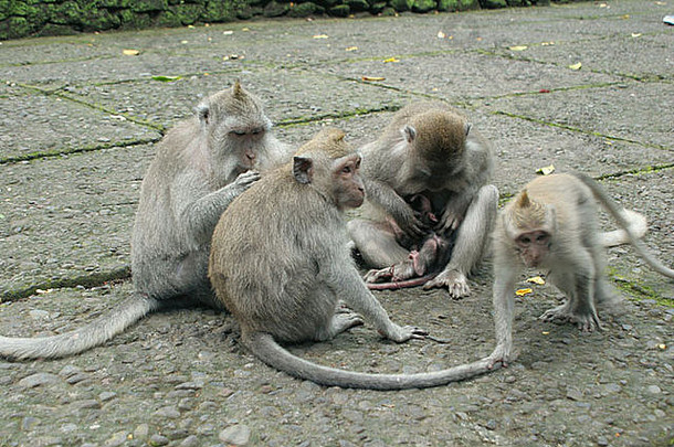 家庭短尾猿猴子
