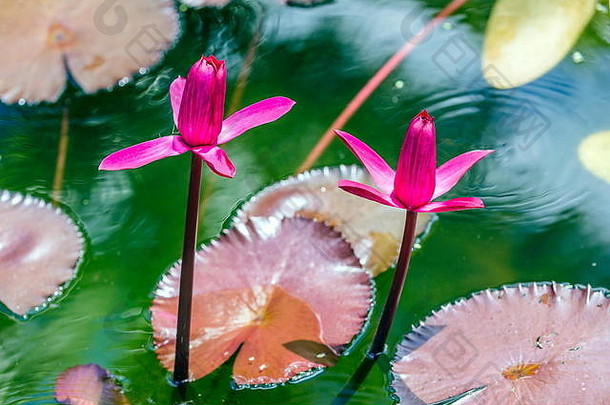 粉红色的水莉莉花池塘