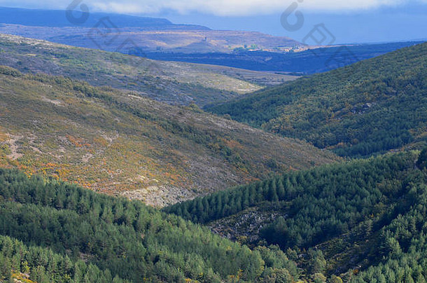 视图大规模的松植树造林替换原始橡木森林tejera黑自然储备瓜达拉哈拉省中央西班牙