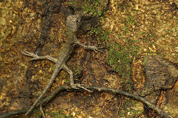 年轻的潜水蜥蜴乌拉诺考酮superciliosus树树干亚马逊淹没了森林巴西