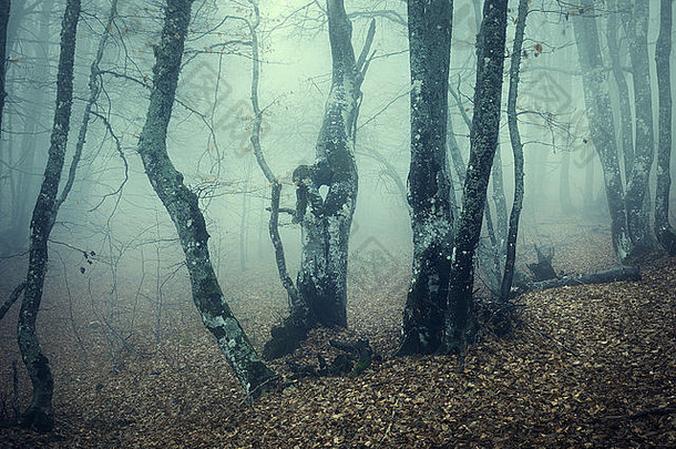 神秘的<strong>秋天</strong>森林绿色雾早....美丽的景观古董风格