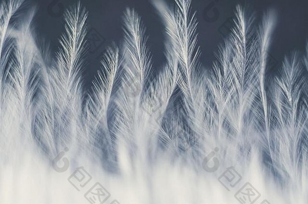 特写镜头宏白色鸟羽毛自然摘要纹理形成单色背景
