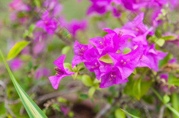 美丽的视图粉红色的紫色的叶子花属花棘手的观赏葡萄树灌木树如花似玉春天叶子花纳图