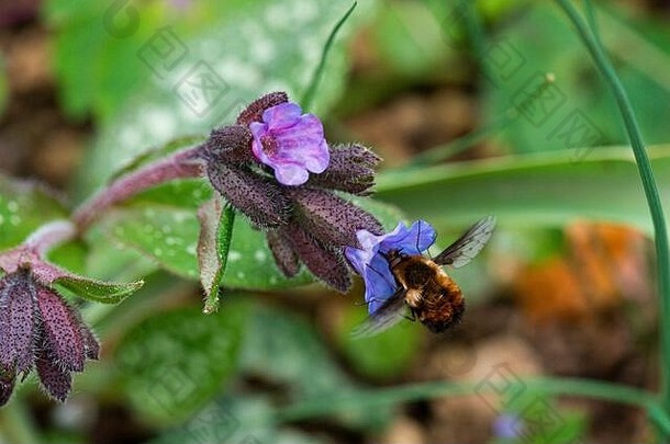 dark-edgedbee-fly邦比利乌斯主要花常见的疗肺草属肺病officinalis