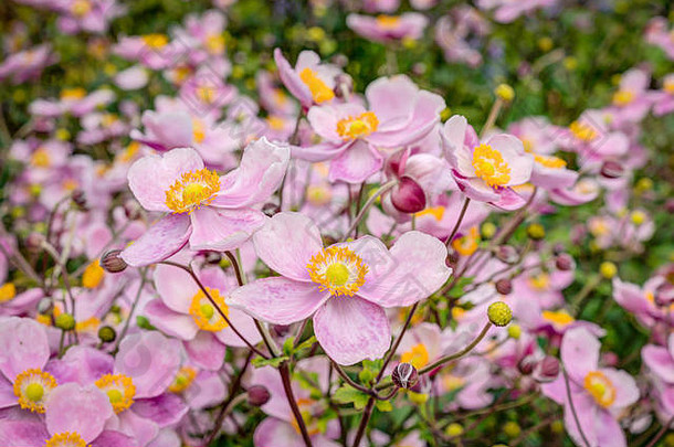 大片色彩鲜艳的粉红色的<strong>日本</strong>海葵国家花园常年边境显示”焦点的花孤立的逐渐焦点