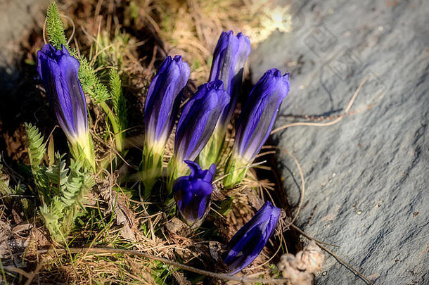 花自然背景美丽的味蕾紫罗兰色的野花龙胆关闭背景干草石头阳光