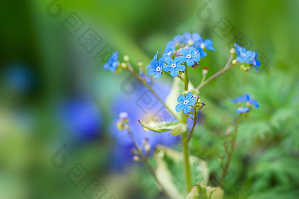 brunneramacrophylla哈兹彭奶油的西伯利亚牛舌草哈兹彭奶油的春天蓝色的花