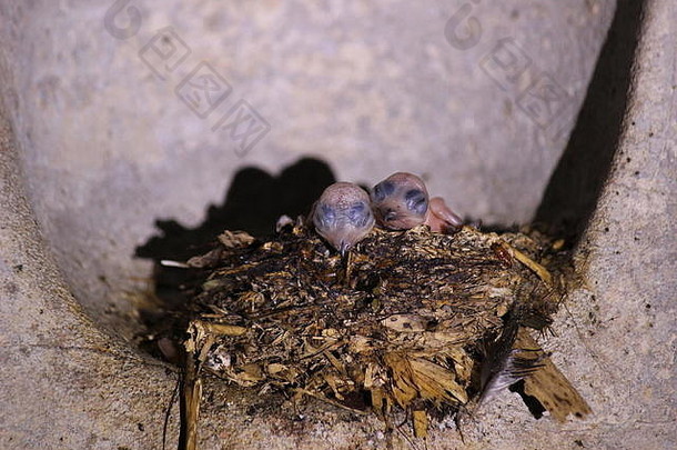 婴儿黑色的光滑的金丝燕collocalia耐糖巢内部风洞穴捞越马来西亚