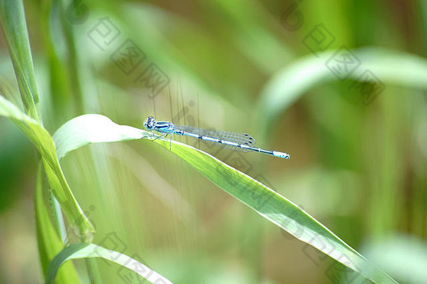 特写镜头蓝色的蜻蜓Azure豆娘坐着叶麦片植物