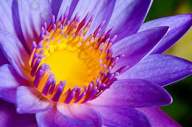 关闭黄色的心皮紫色的莲花水莉莉花