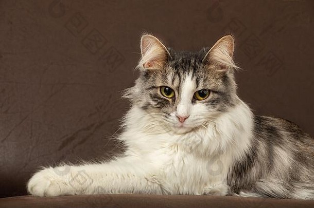 伤心毛茸茸的猫说谎沙发特写镜头肖像
