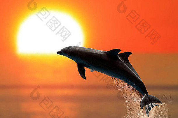 海豚游泳日落