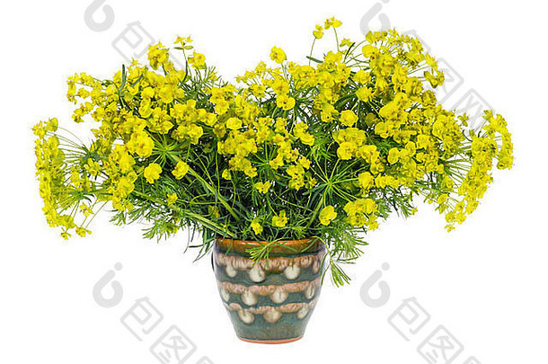 花束奇怪的植物小黄色的花陶瓷花瓶孤立的