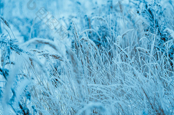 冻植物白霜冬天下午