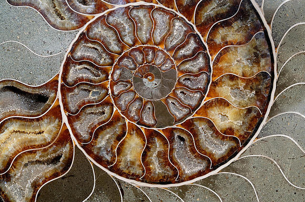 自然背景色彩斑斓的石化海贝