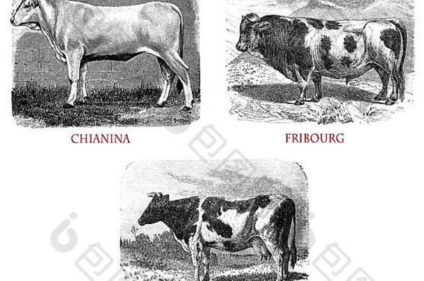 品种牛意大利chianina弗里堡荷兰黑白花奶牛