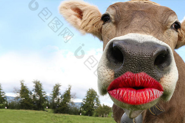 有趣的动物接吻嘴唇卡片生日邀请事件