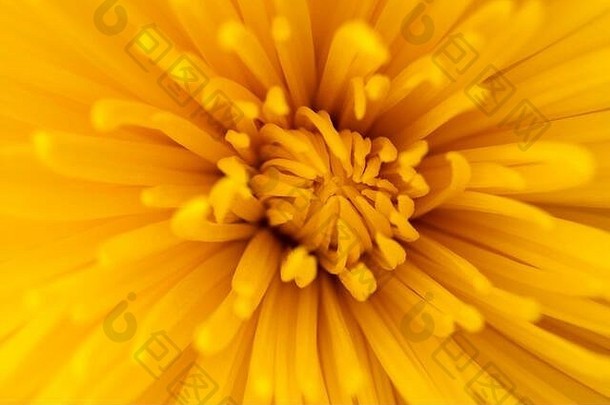 黄色的明星菊花中心自然宏背景