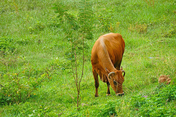 牛放牧绿色背景植被