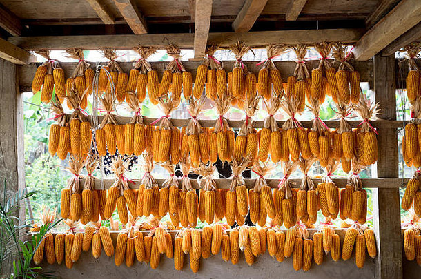 干玉米照片玉米棒子农民挂木酒吧干阳光背景原始的玉米收获农村