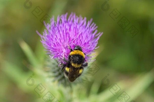 迷跟踪熊蜜蜂bombus特雷斯蒂斯紫色的小花矢车菊矢车菊属黑质大黑色的蜜蜂黄色的乐队迷提示腹部
