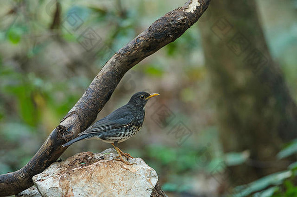 日本画眉图尔杜斯卡迪斯鸟自然泰国