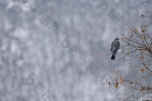 常见的木鸽子休息树冬天