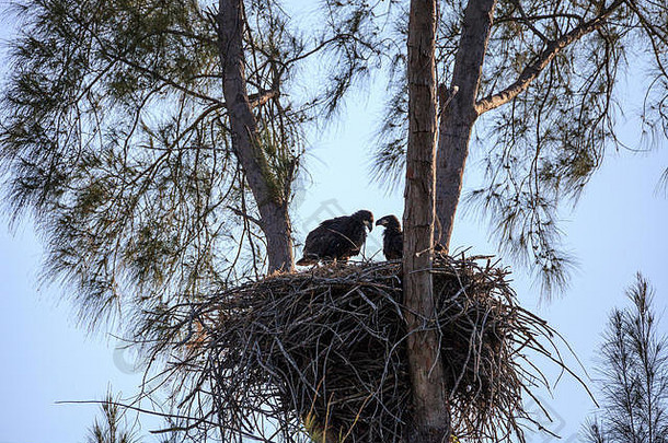 少年婴儿秃小鹰Haliaeetus白头颅巢马可岛佛罗里达冬天
