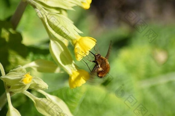 bee-fly花