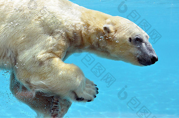 特写镜头极地熊熊属maritimus视图配置文件游泳水下
