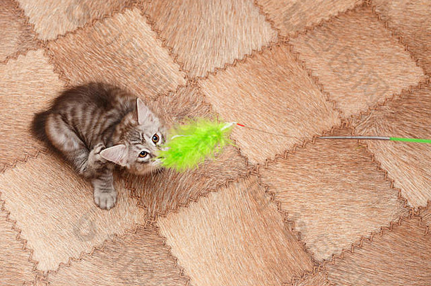 可爱的小猫短尾猫抓住了玩具视图宠物低变应原的猫品种肖像条纹毛茸茸的猫