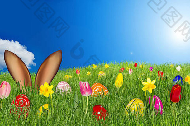 复活节兔子耳朵草地色彩斑斓的装饰画鸡蛋郁金香水仙花前面蓝色的天空全景背景
