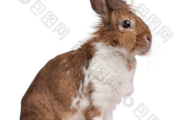 肖像欧洲兔子oryctolagus地道坐着前面白色背景
