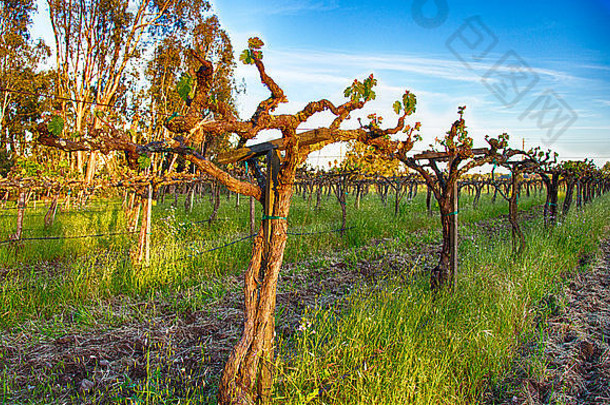 葡萄葡萄树晚些时候晚上太阳索诺玛国家加州