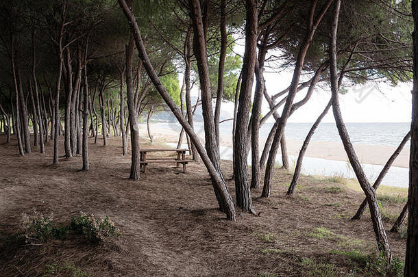 野餐松森林直接海海滩arbatax撒丁岛意大利欧洲